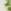 White/Green