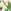 Moss Green