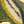 Tory Gold / Ornate Daffodil Ribbon