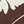 DEEP CHOCOLATE DAISY 21