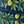 Pottery Blue / LECCIO