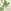 Moss Green